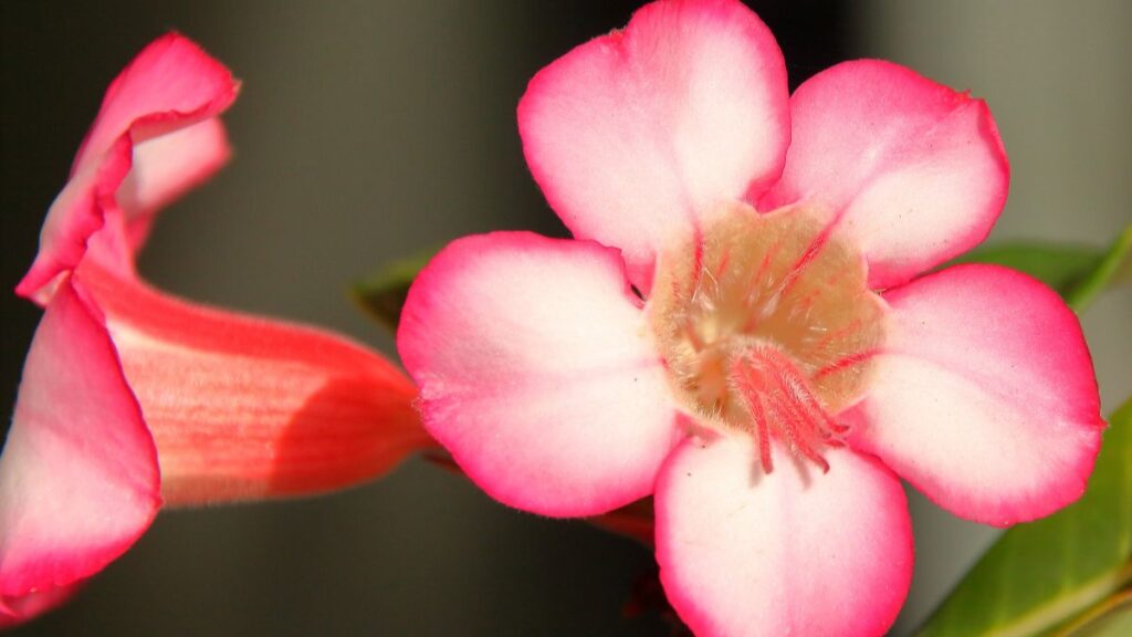 Flor Rosa do Deserto