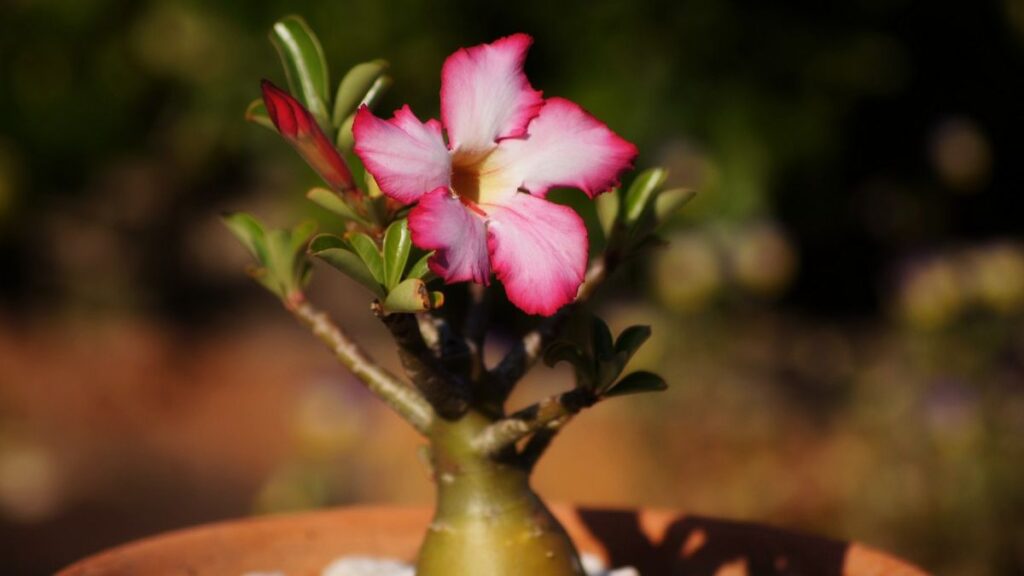 Como Fazer Mudas de Flor Rosa do Deserto