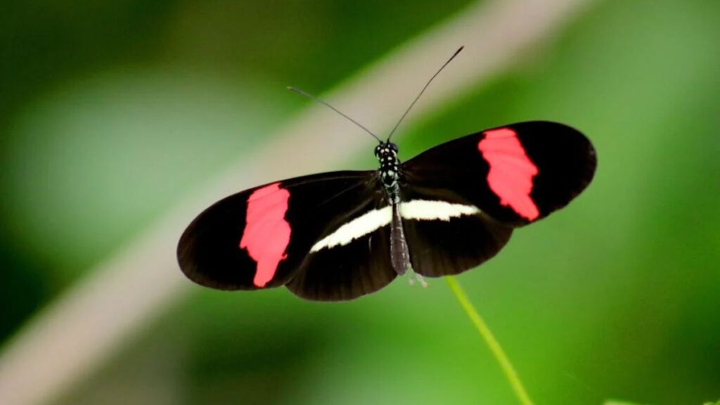 Borboleta Preta dentro de casa