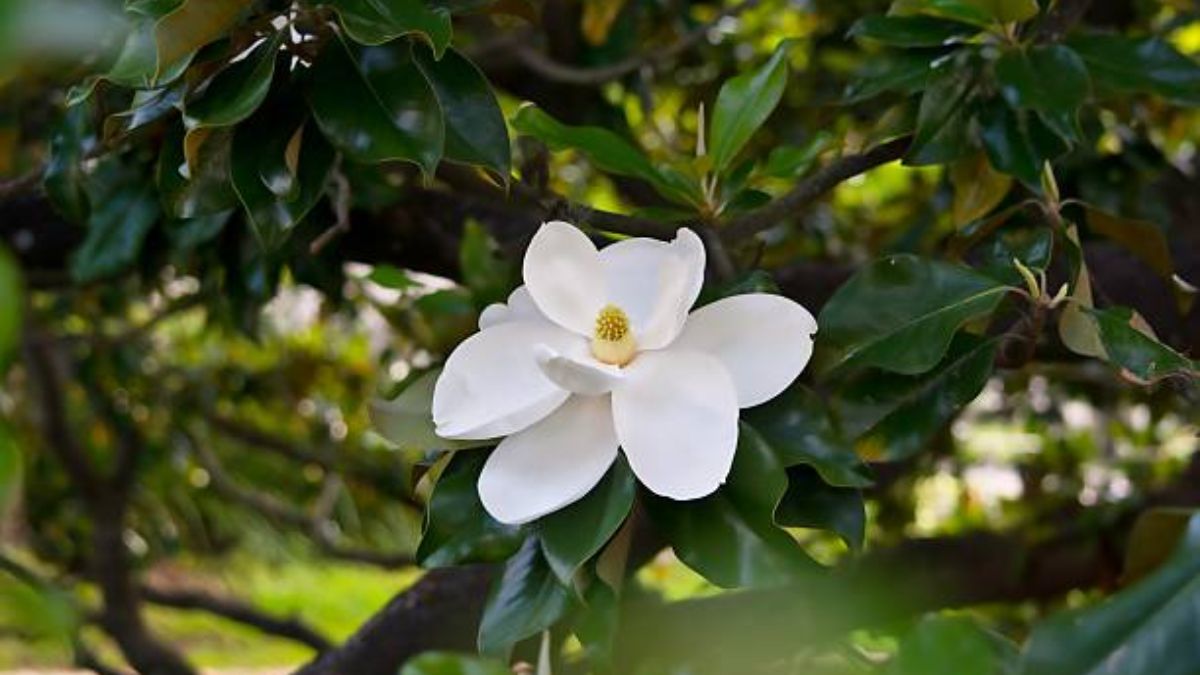 Magnólia é umas das Flor Branca Cheirosa e Perfumada