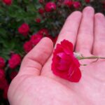 Mini Rosa na mão